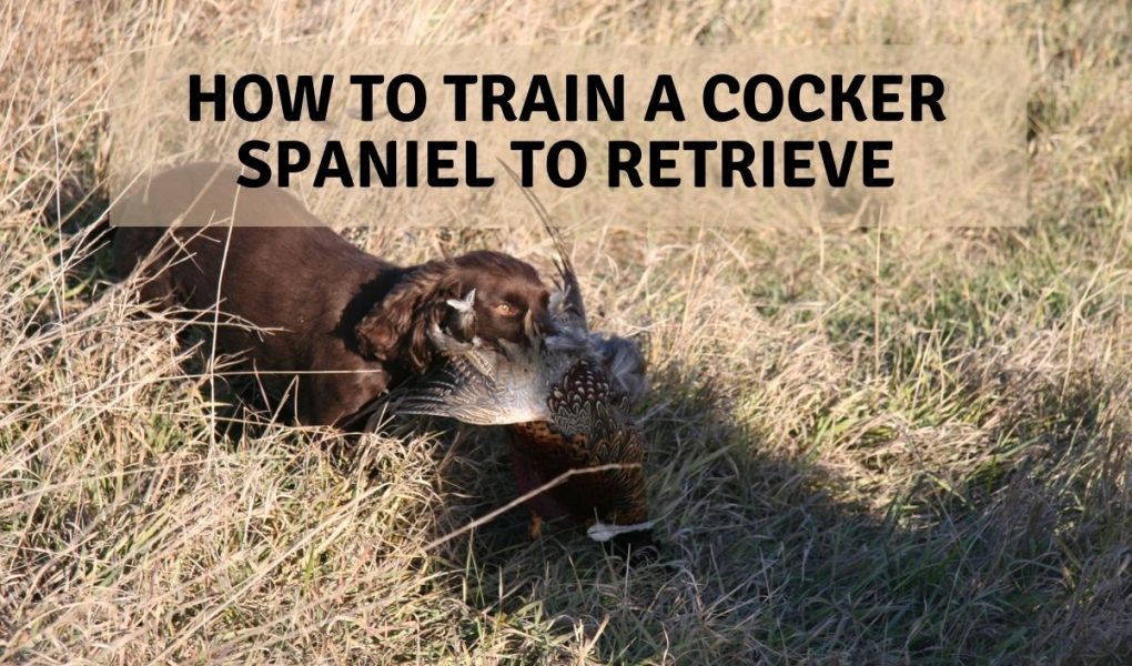 How to train a Cocker spaniel to retrieve. Easy steps to success Easy