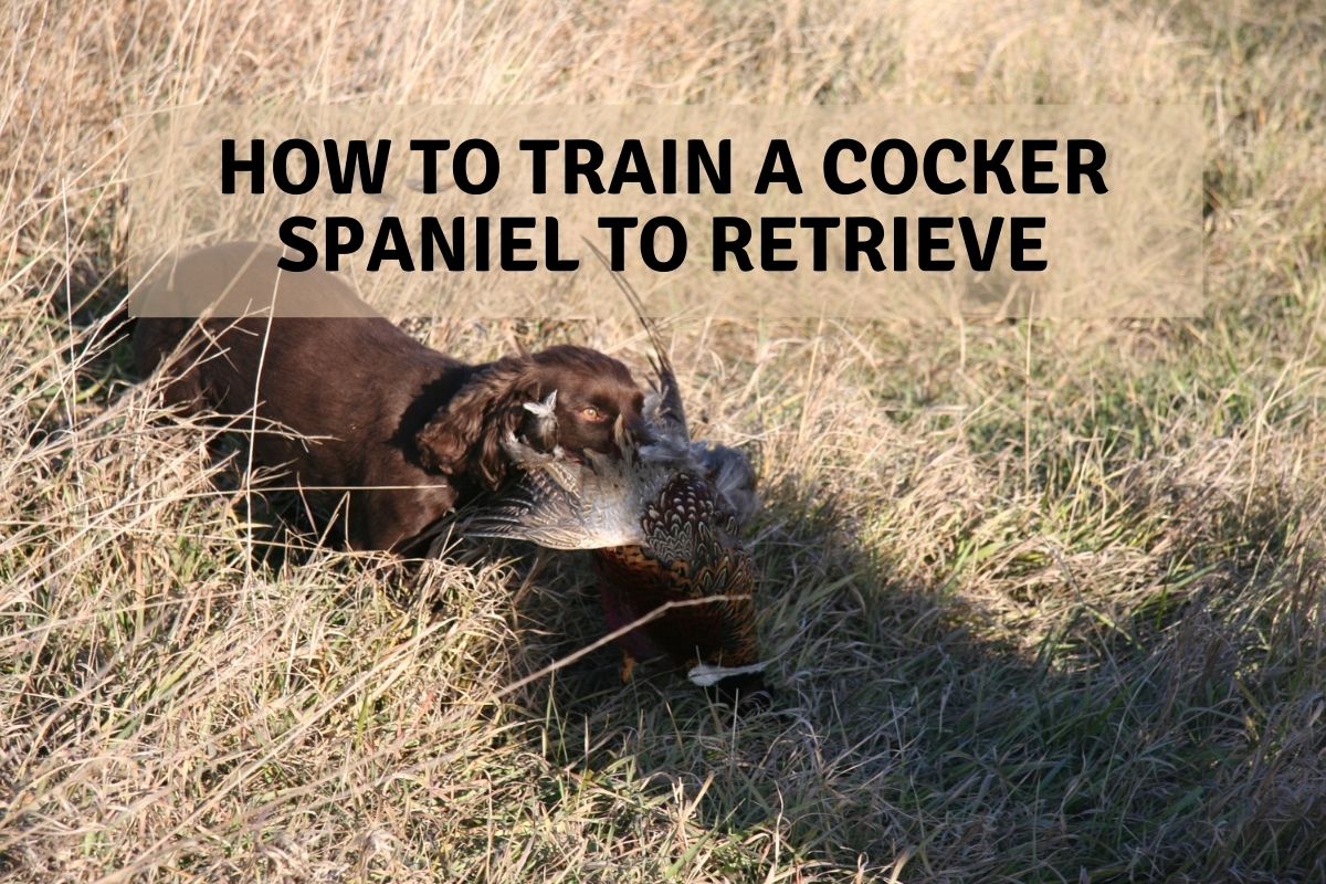 How do you train a Cocker spaniel to retrieve?
