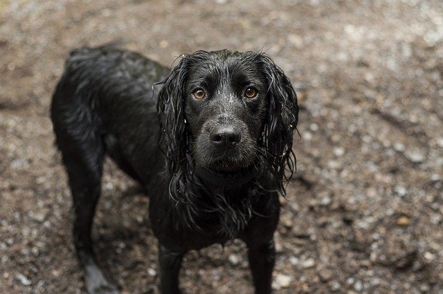 cocker spaniel