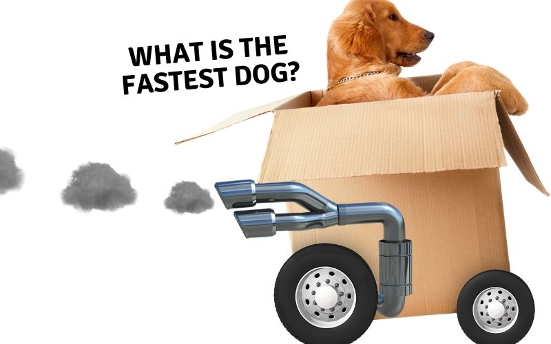 What is the fastest dog?