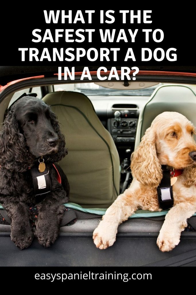 what is the safest way to transport a dog in a car