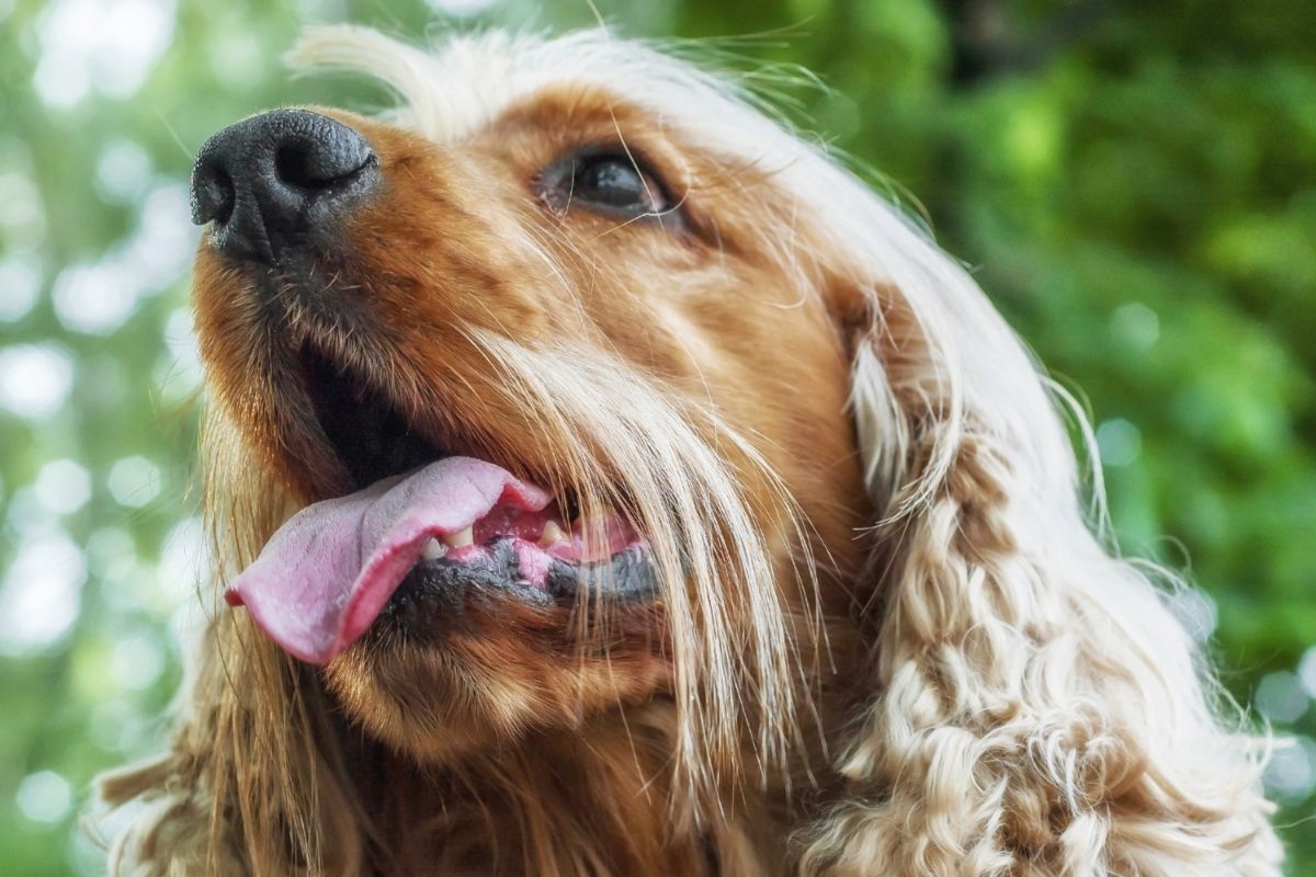 cocker spaniels and families