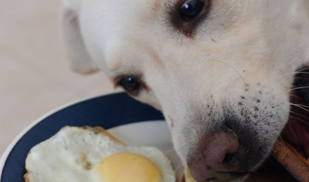 are fried eggs bad for dogs