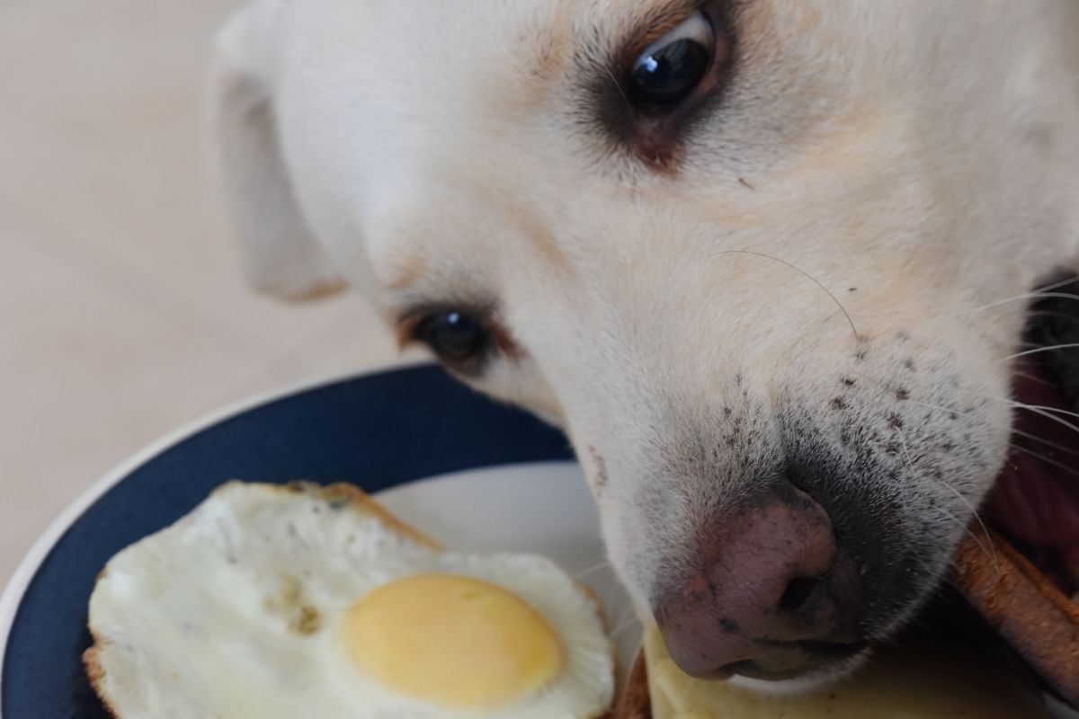 Can dogs eat eggs every day? All you need to know