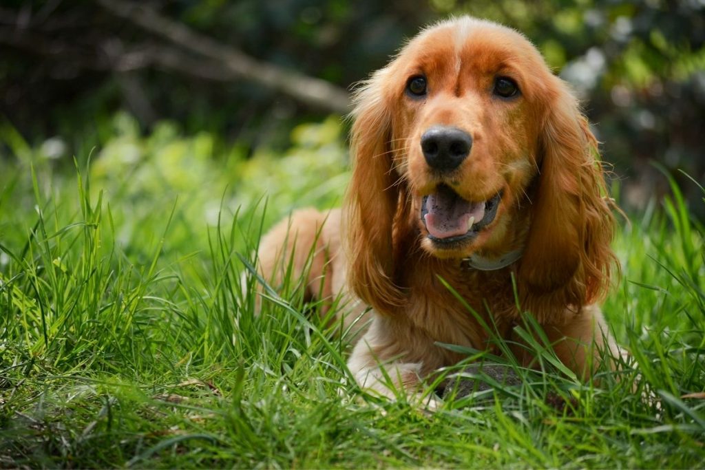 do cocker spaniels bark a lot