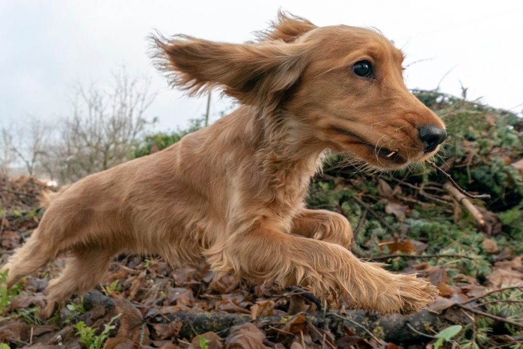 do cocker spaniels bark a lot