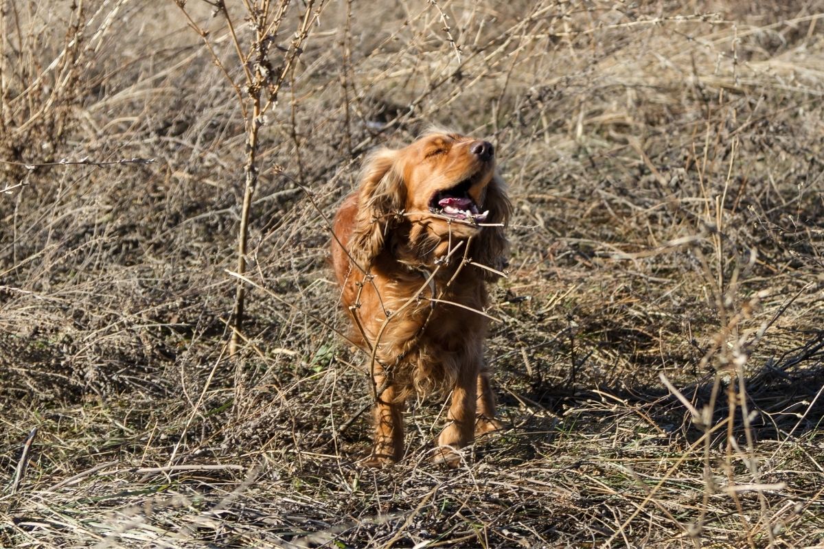 do cocker spaniels bark a lot