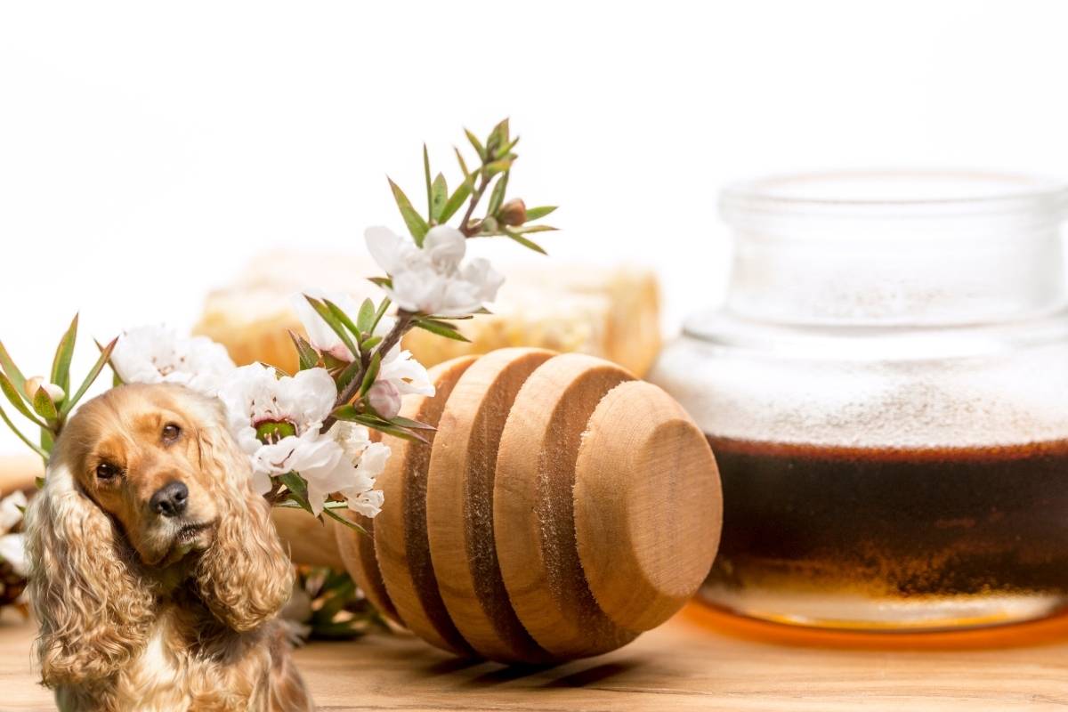 Can dogs eat manuka honey? Everything you need to know