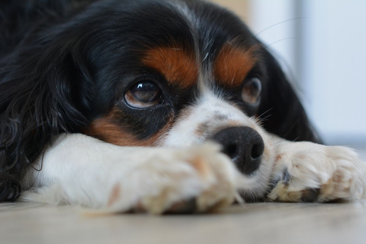 is a spaniel cold blooded