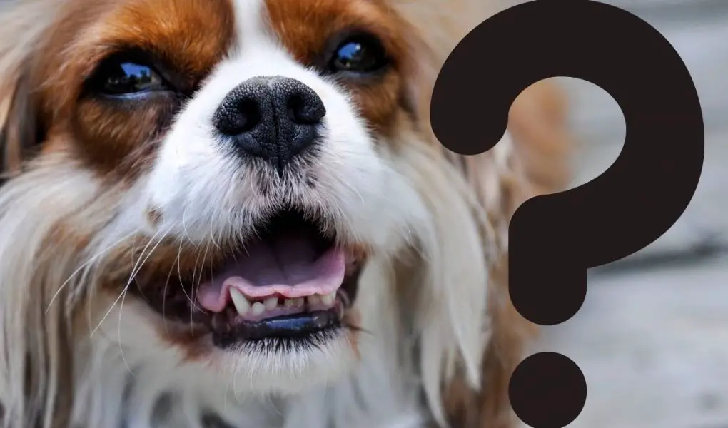 common questions about spaniels