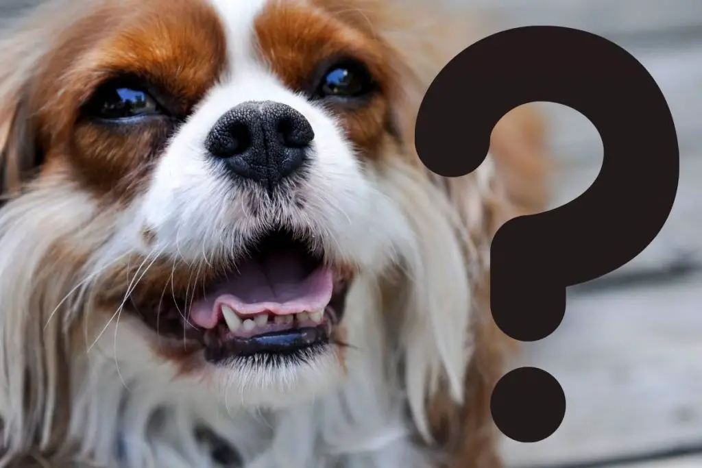 common questions about spaniels