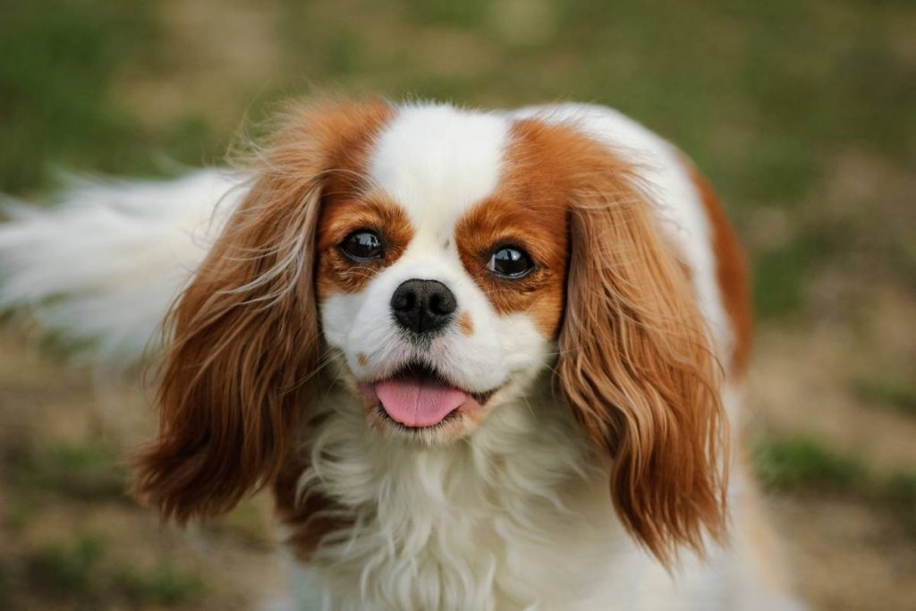 what is the smallest spaniel