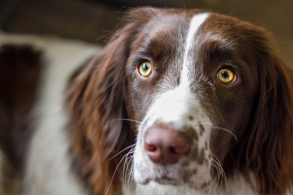 what is the smallest breed of spaniel