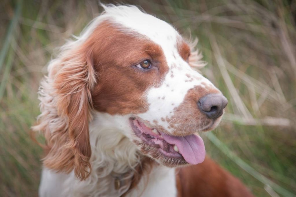 what is the smallest breed of spaniel