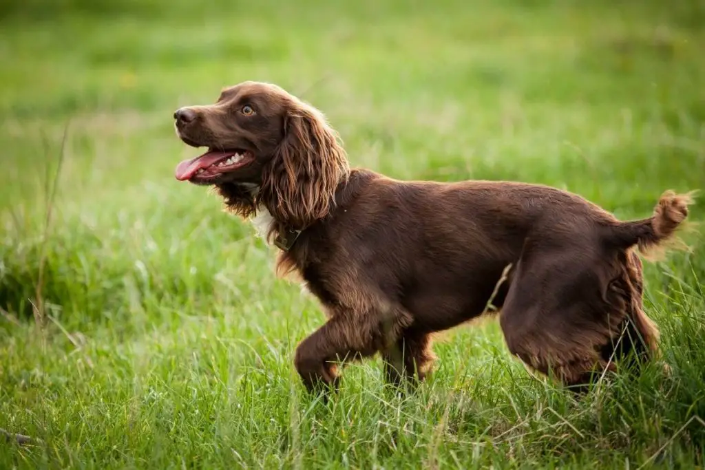 what is the smallest breed of spaniel