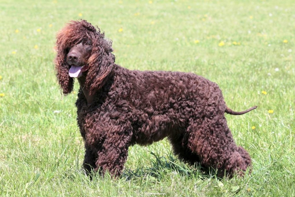 what is the smallest breed of spaniel