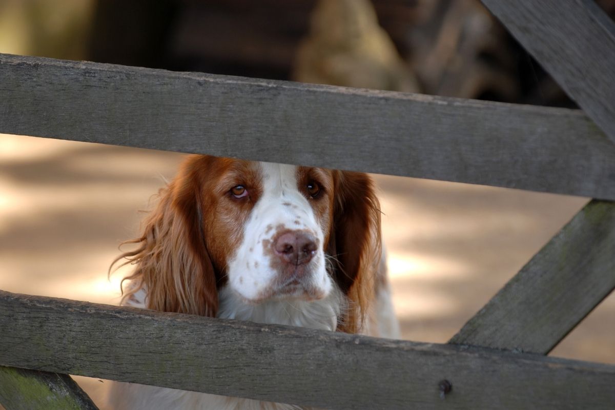 what is the smallest spaniel breed