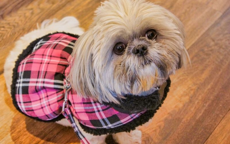 barbour tartan dog coat