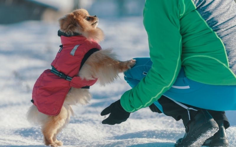 Barbour Wax Dog Coat in Olive