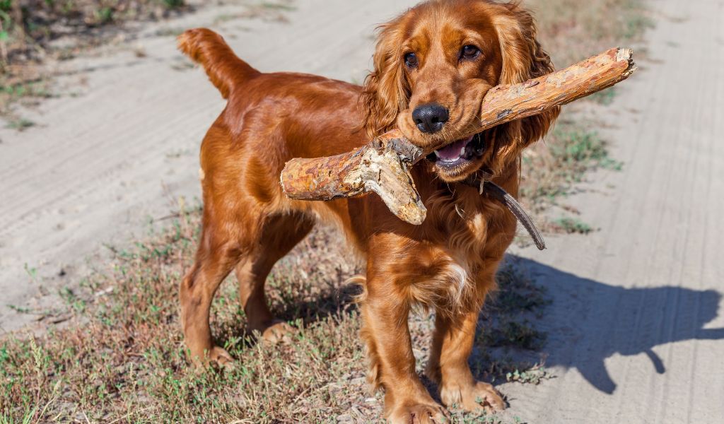 Everything you need to know about Cocker spaniels 2 Everything you need to know about Cocker spaniels