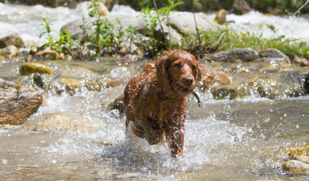 Everything you need to know about Cocker spaniels