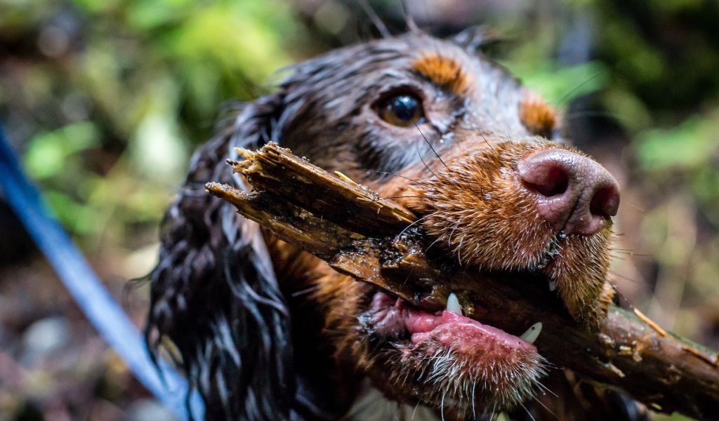 Everything you need to know about Cocker spaniels