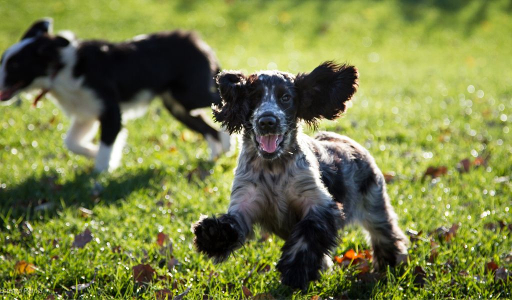 Everything you need to know about Cocker spaniels