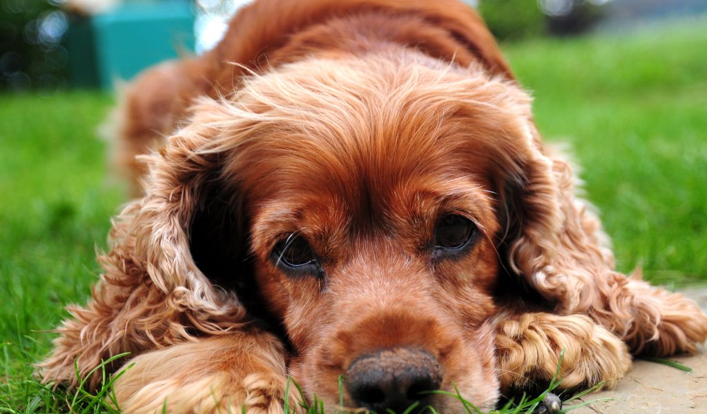 Do Cocker spaniels bark a lot?