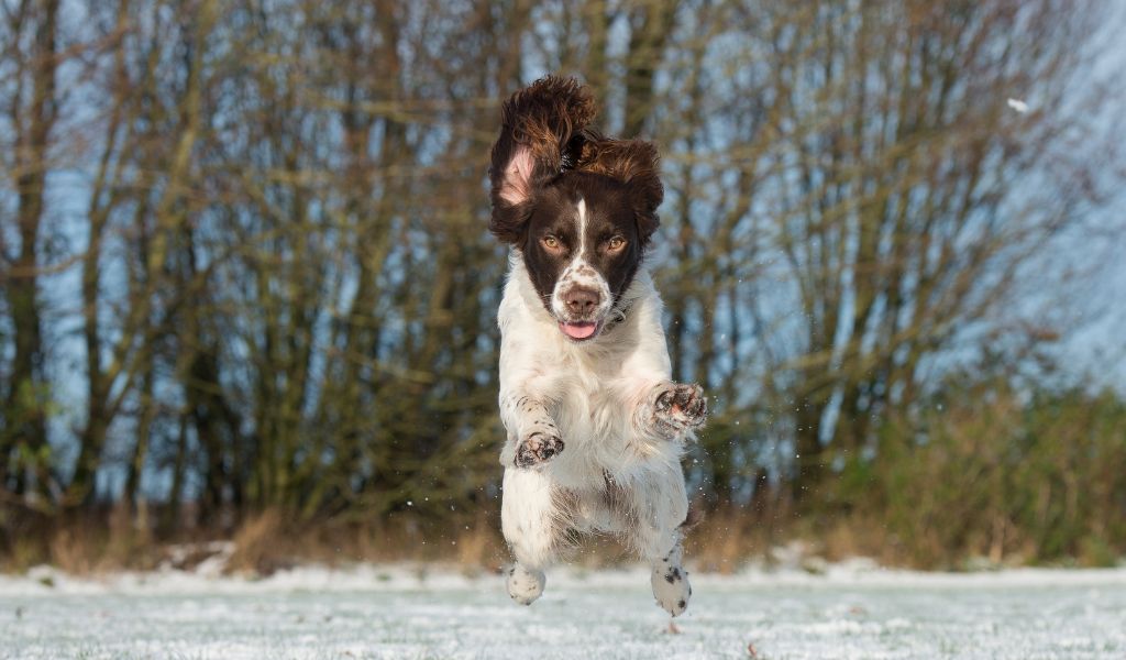 How to train a spaniel to get over an obstacle