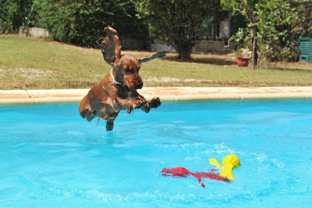 Everything you need to know about Cocker spaniels 7 everything you need to know about cocker spaniels