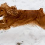 everything you need to know about cocker spaniels