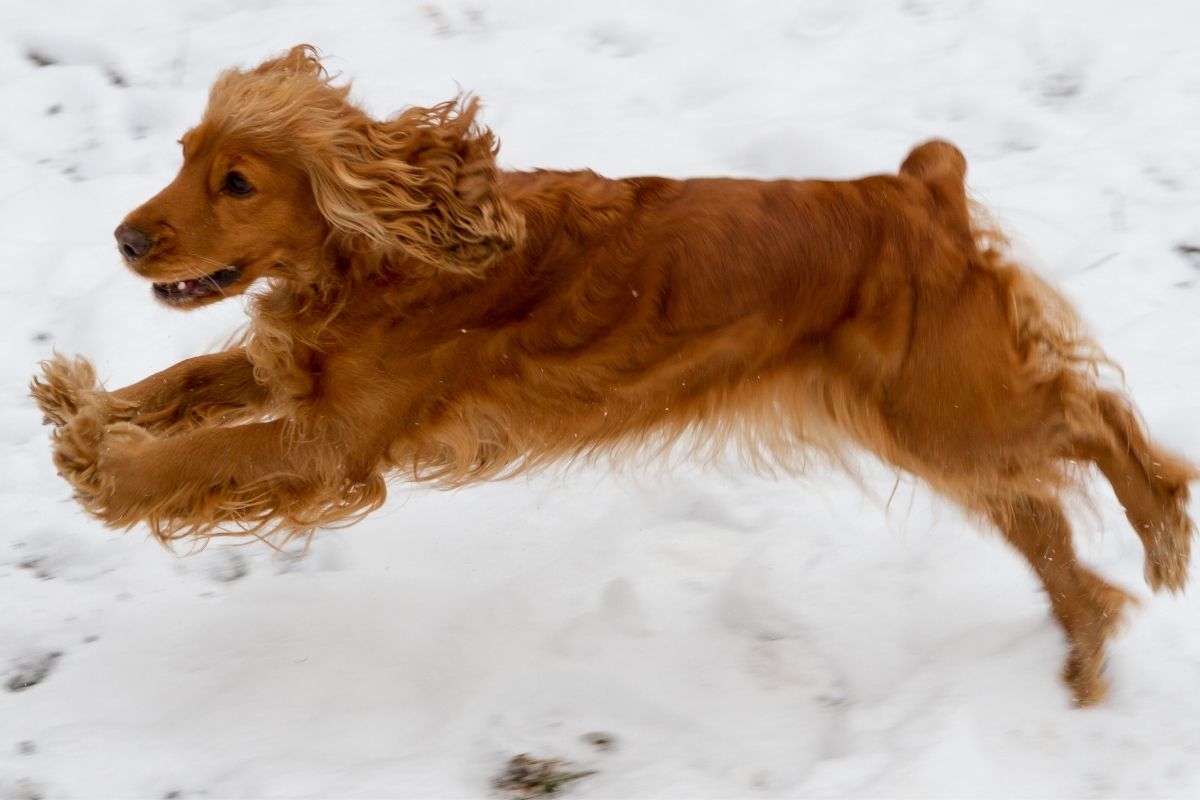 Everything you need to know about Cocker spaniels