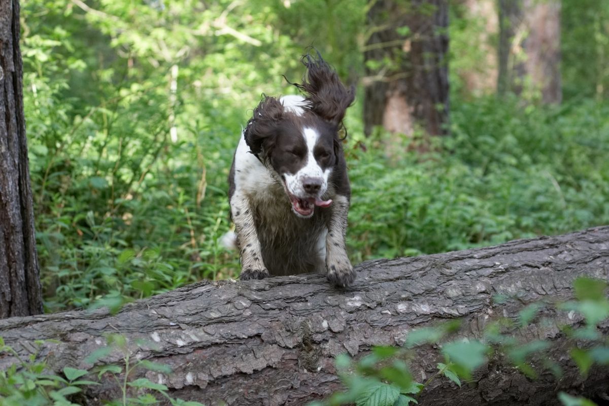 how to train a spaniel to get over an obstacle