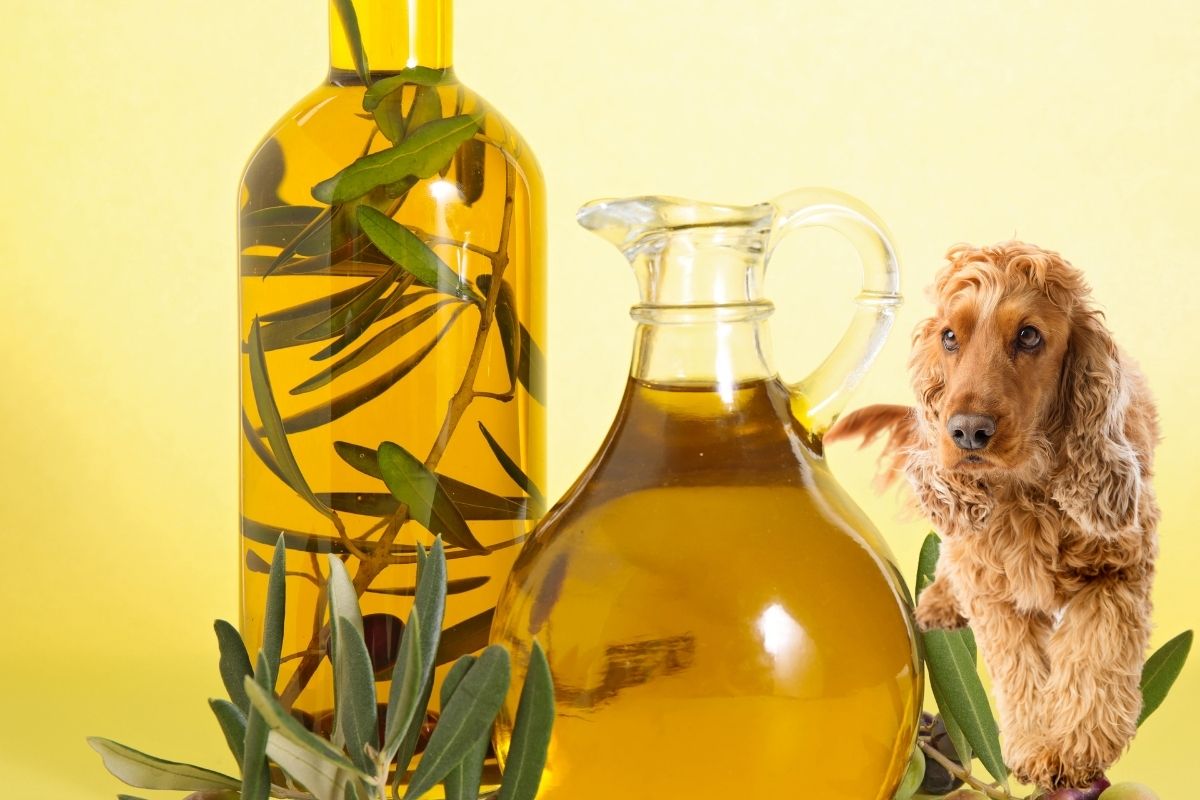 what cooking oils are safe for dogs