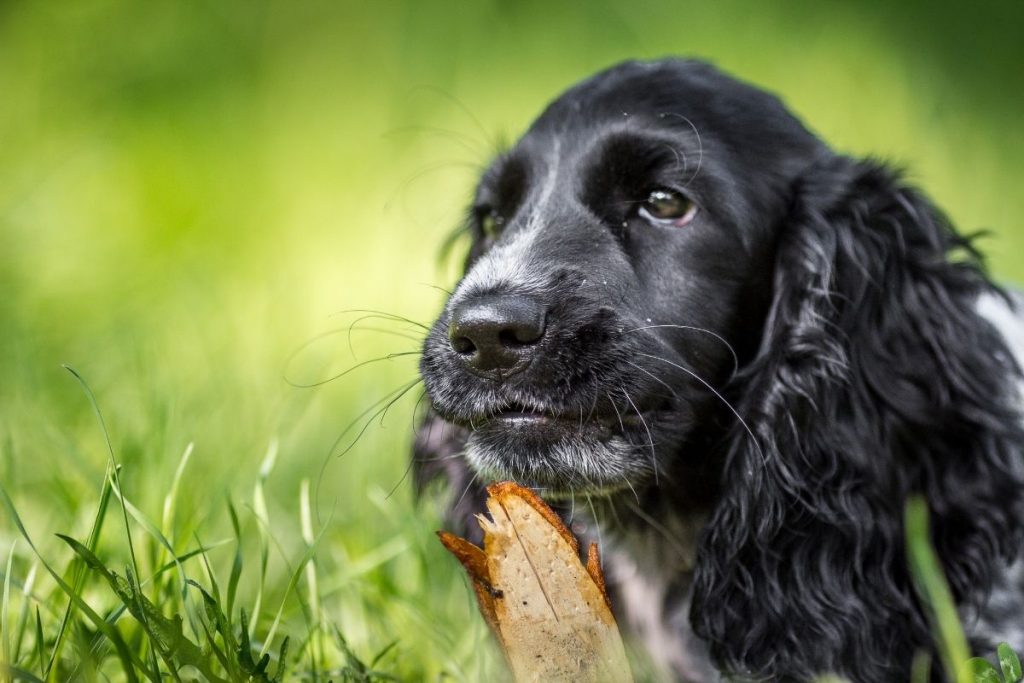 How to prevent dog theft. Steps that you can take. 3 how to prevent dog theft