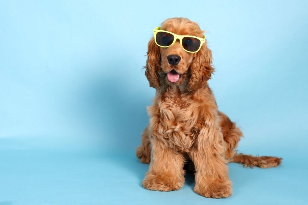 Cocker spaniels and families. Things you should know 3 cocker spaniels and families