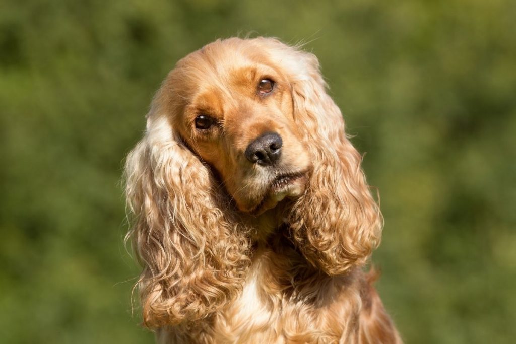 cocker spaniels and families