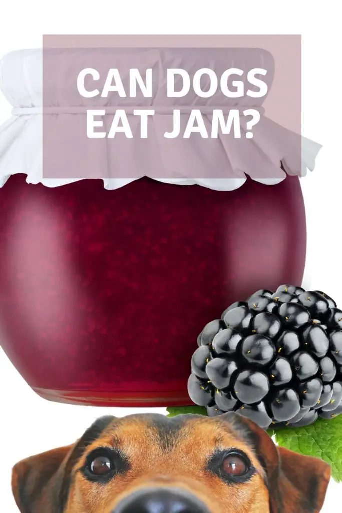 can dogs eat Jam