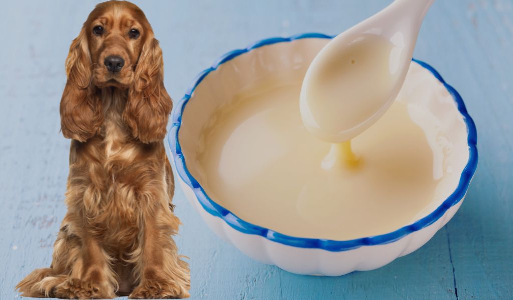 can dogs have evaporated milk