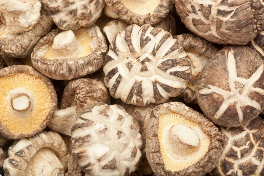 Can Dogs Eat Shiitake Mushrooms? Easy Spaniel Training