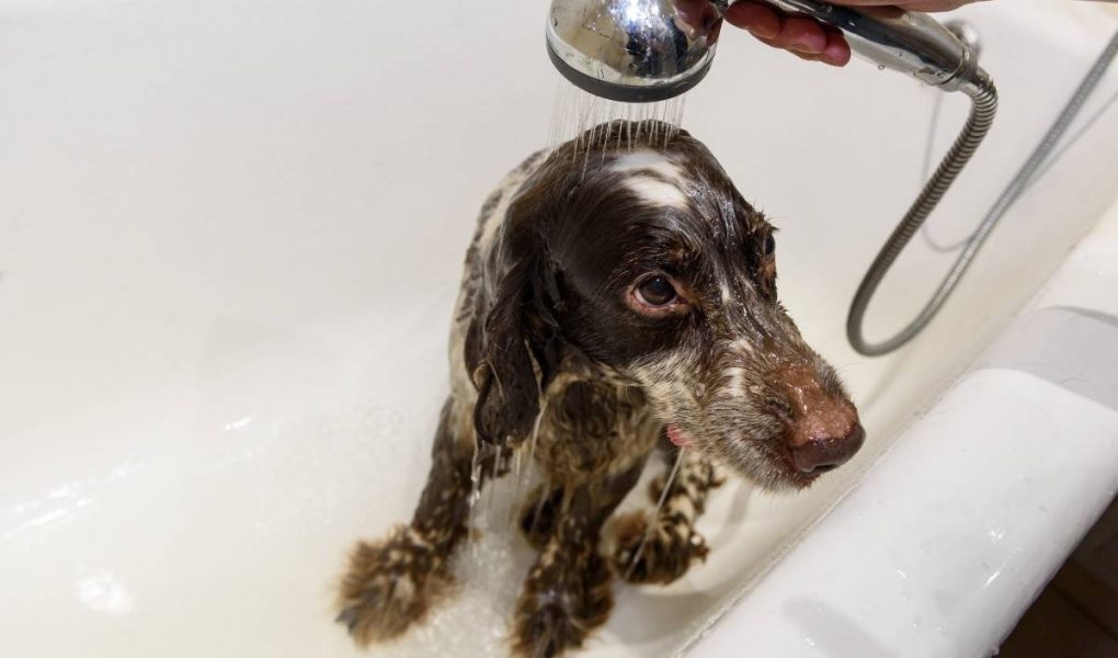What is the best dog grooming bath for spaniels? Easy Spaniel Training