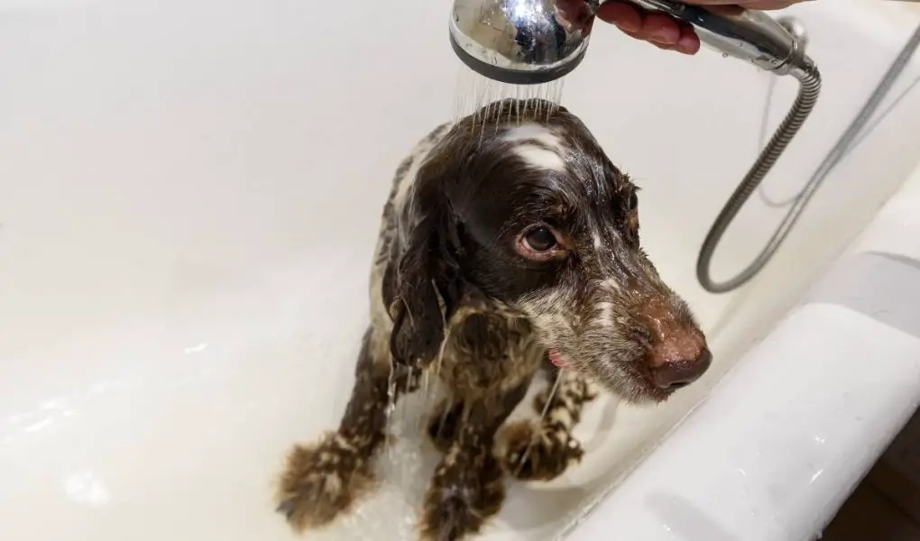 what is the best dog grooming bath for spaniels