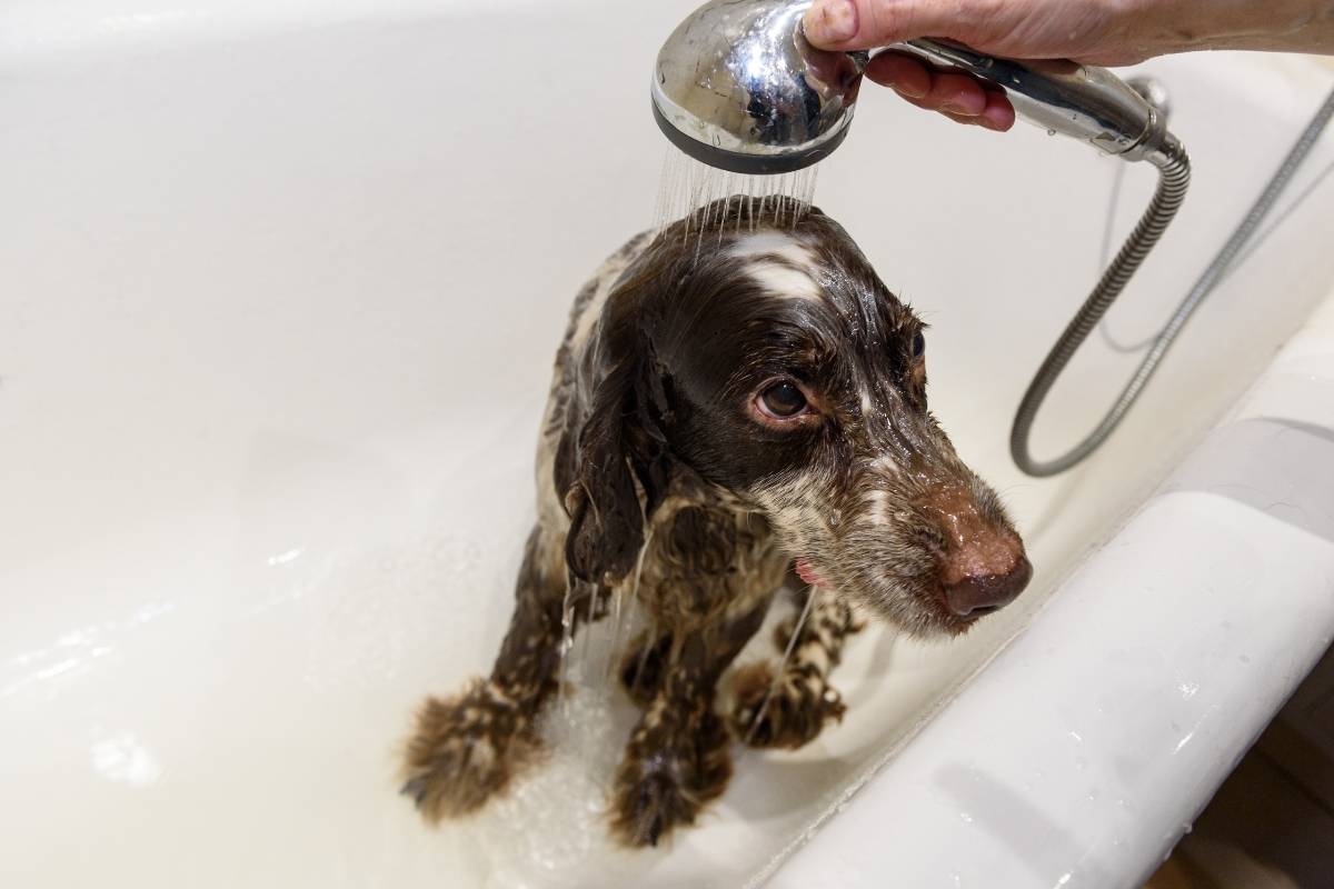 What is the best dog grooming bath for spaniels?