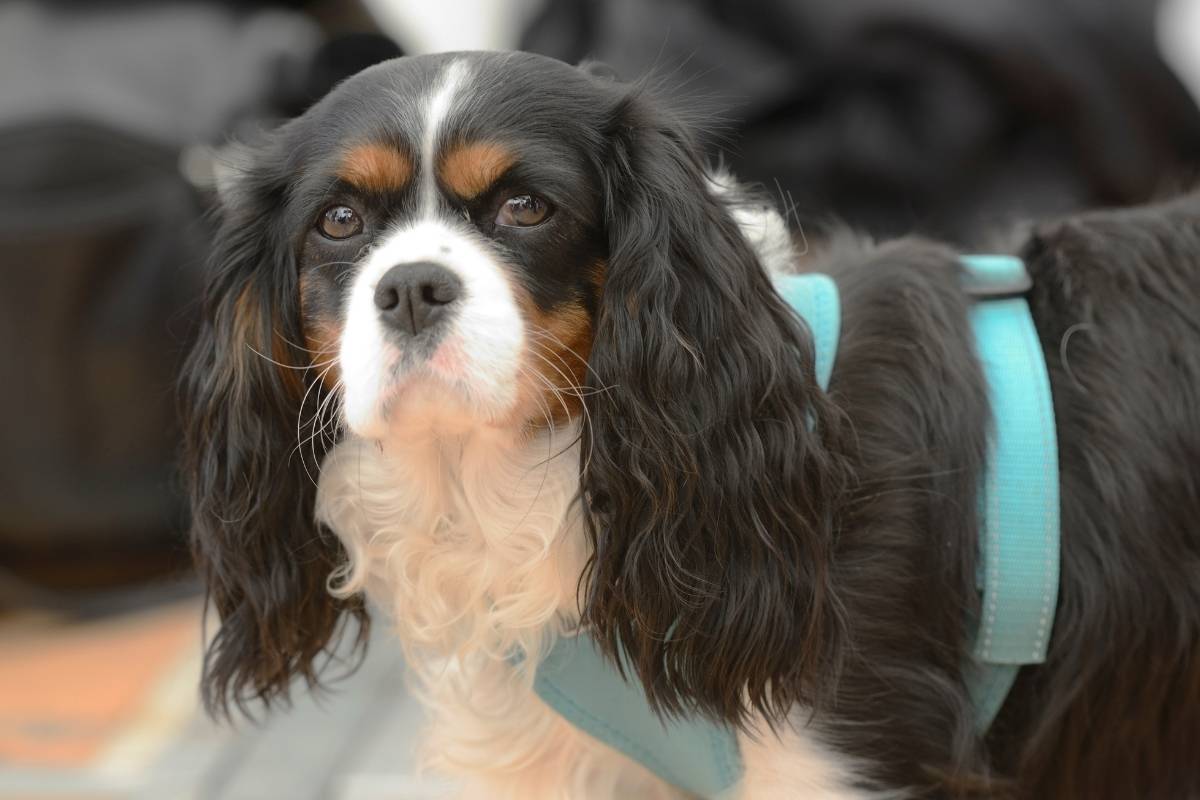 What is the best harness for a Cavalier King Charles Spaniel?