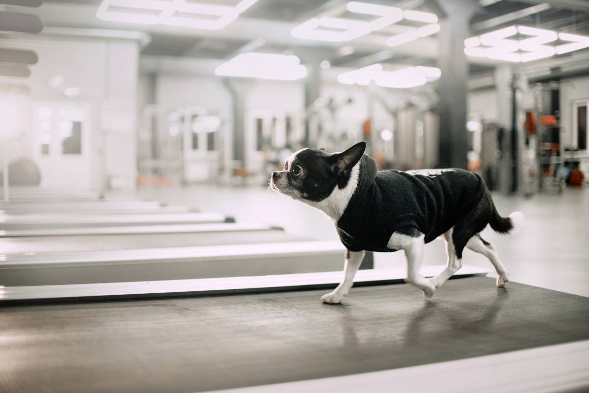 5 best treadmills for dogs