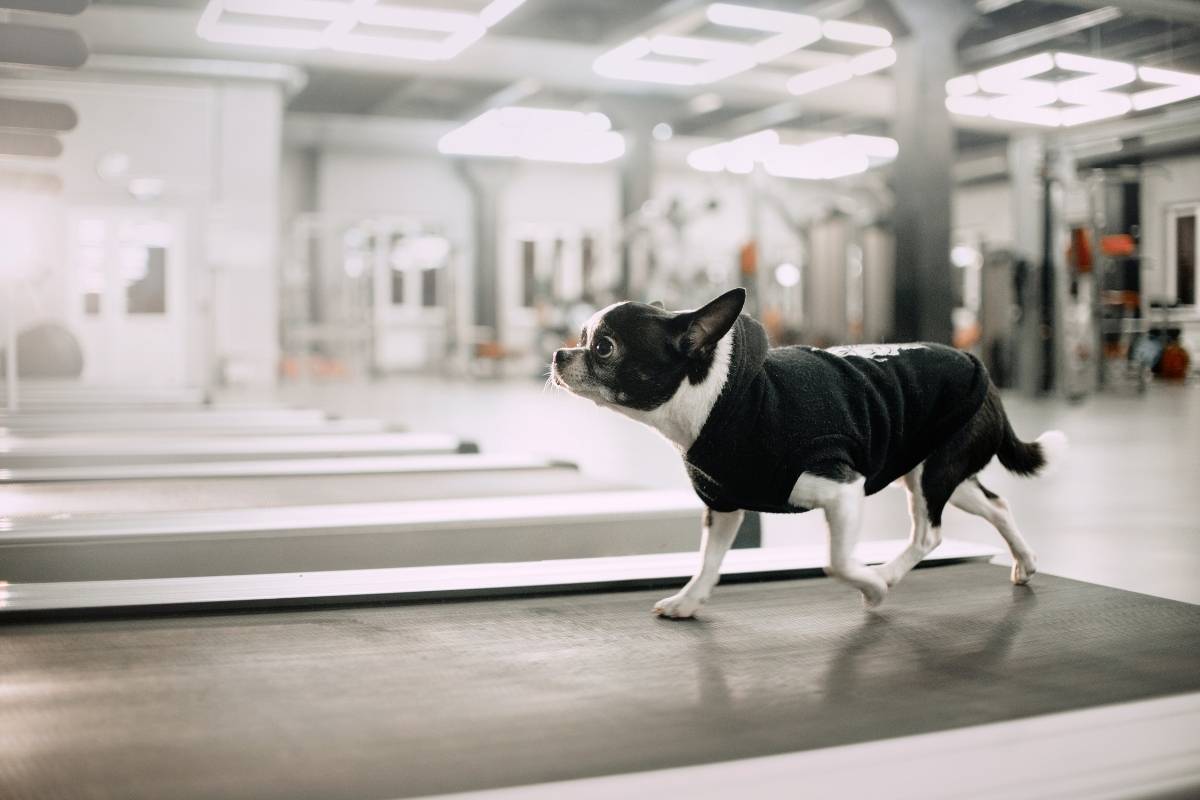 5 Best Treadmills for Dogs