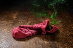 why do cocker spaniels steal socks