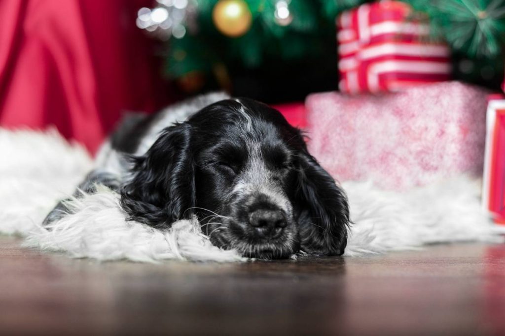 how to get a spaniel to use a dog house