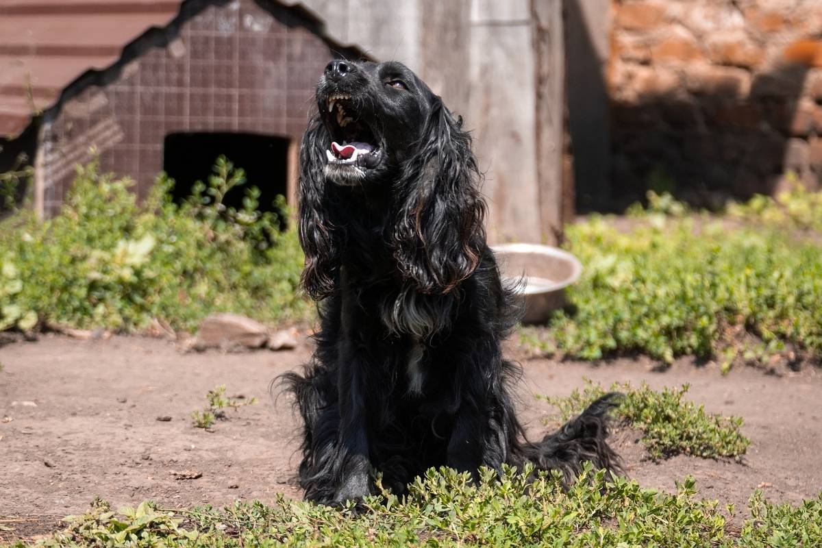 how to get a spaniel to use a dog house