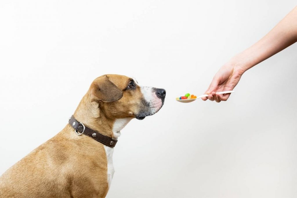 8 ways to get a dog to take a pill